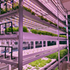 Vertical Farming